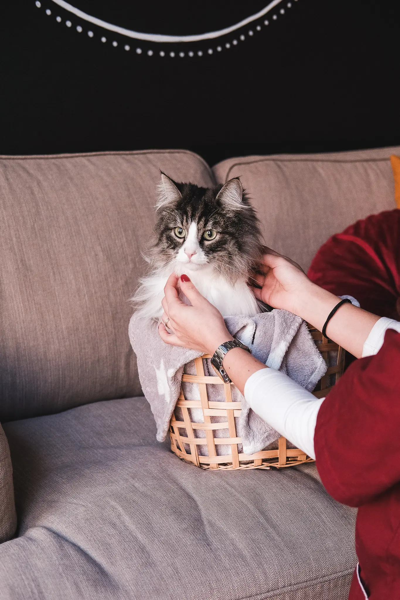 Lingua-de-gato-clinica-veterinaria-2-gato.webp