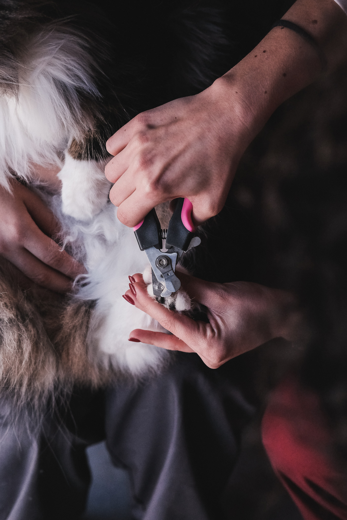 Lingua-de-gato-clinica-veterinaria-corte-unhas.jpg
